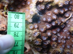 Echinopora hirsutissima