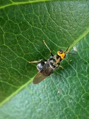 Cyphomyia
