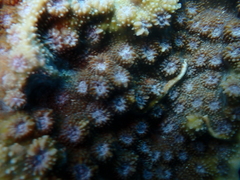 Echinopora hirsutissima