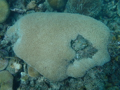 Physogyra lichtensteini