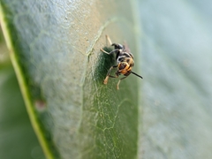 Cyphomyia