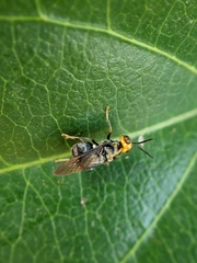Cyphomyia