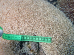 Physogyra lichtensteini