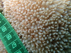 Physogyra lichtensteini