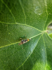 Cyphomyia