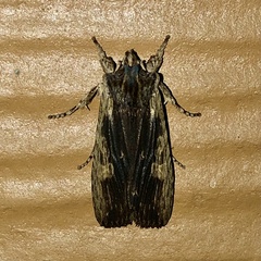 Lithophane signosa