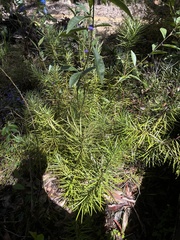 Podocarpus drouynianus