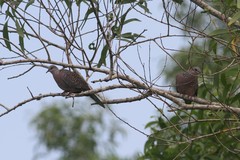 Streptopelia chinensis