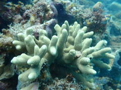 Porites cylindrica