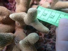 Porites cylindrica