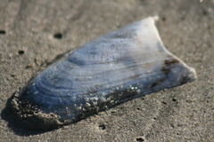 Modiolinae