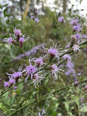 Liatris elegantula