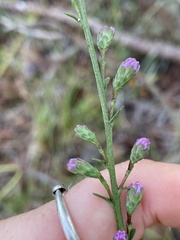 Liatris elegantula