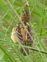 Cisticola juncidis terrestris