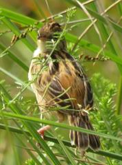 Cisticola juncidis terrestris