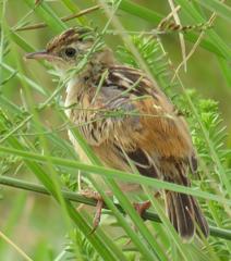 Cisticola juncidis terrestris