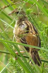 Cisticola juncidis terrestris