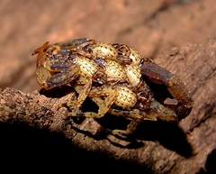Tityus silvestris