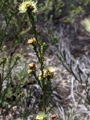 Kunzea sulphurea