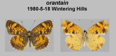 Phyciodes tharos orantain