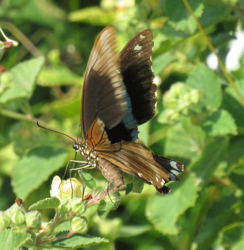 Narrow Green-banded Swallowtail