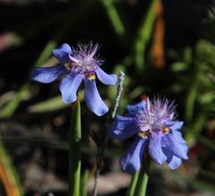 Moraea lugubris