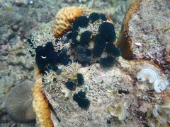 Eudistoma caeruleum