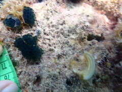 Eudistoma caeruleum