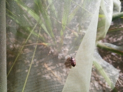 Rubiconia intermedia