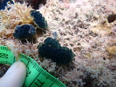 Eudistoma caeruleum