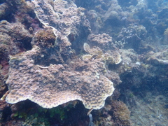 Echinopora hirsutissima