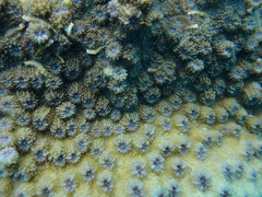 Echinopora hirsutissima