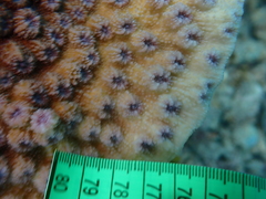 Echinopora hirsutissima