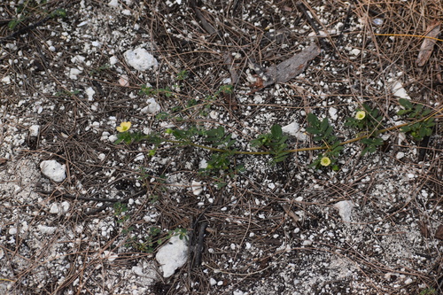 Kallstroemia maxima image