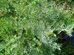 Petalostylis labicheoides