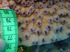 Echinopora hirsutissima