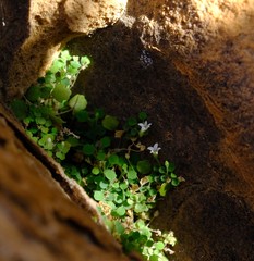 Wimmerella pygmaea