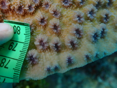 Echinopora hirsutissima