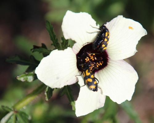 Hibiscus trionum
