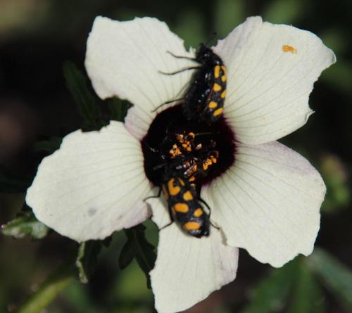 Hibiscus trionum