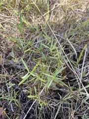 Galphimia angustifolia