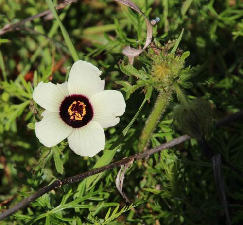 Hibiscus trionum
