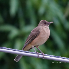Turdus grayi
