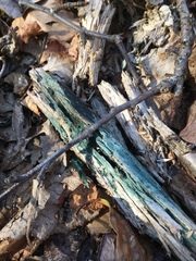 Chlorociboria aeruginascens image