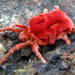 Giant Velvet Mites - Photo (c) Vishal Bhave, some rights reserved (CC BY-NC-SA), uploaded by Vishal Bhave