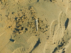 Turritella duplicata