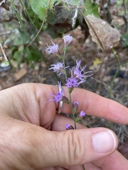 Liatris elegantula