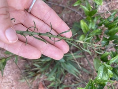 Liatris elegantula