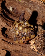 Tityus silvestris