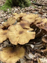 Fungi